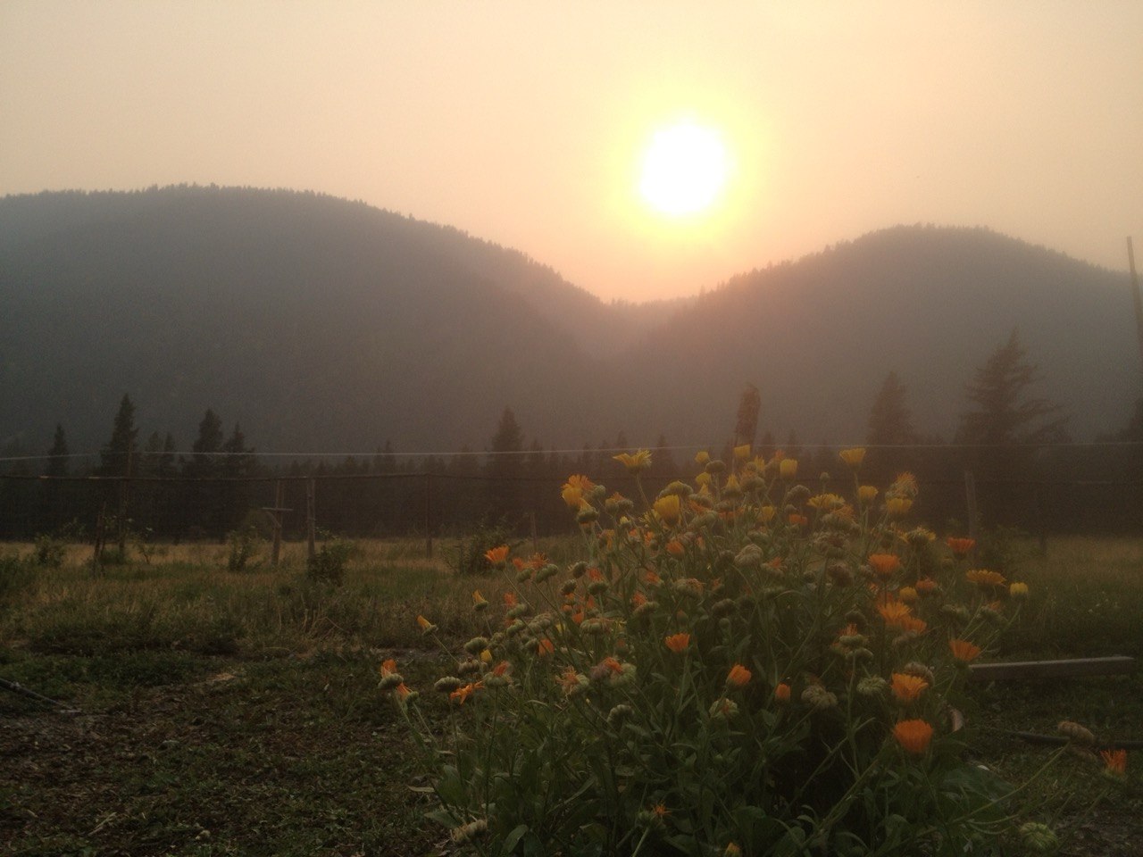 sun