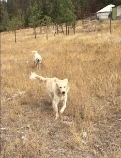 dogs