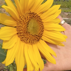 sunflower