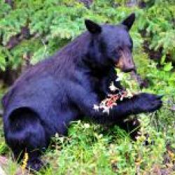 bear