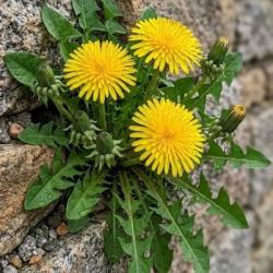 dandelion