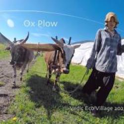 oxen