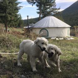 yurt