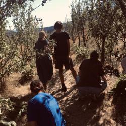 orchard