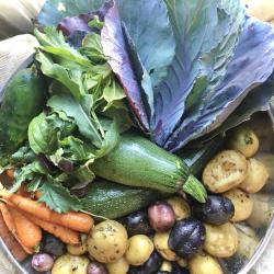 harvest