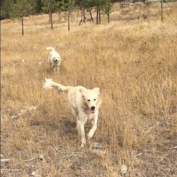 dogs